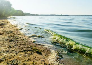 接触有毒藻类导致三年内超过300次急诊